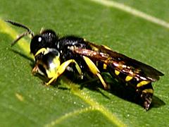 Square-headed Wasp